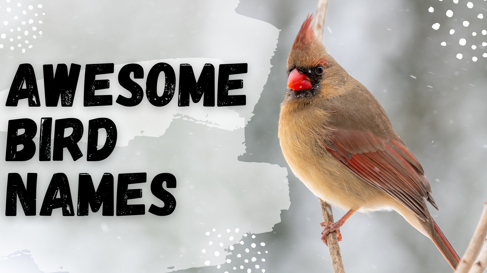 Awesome Bird Names