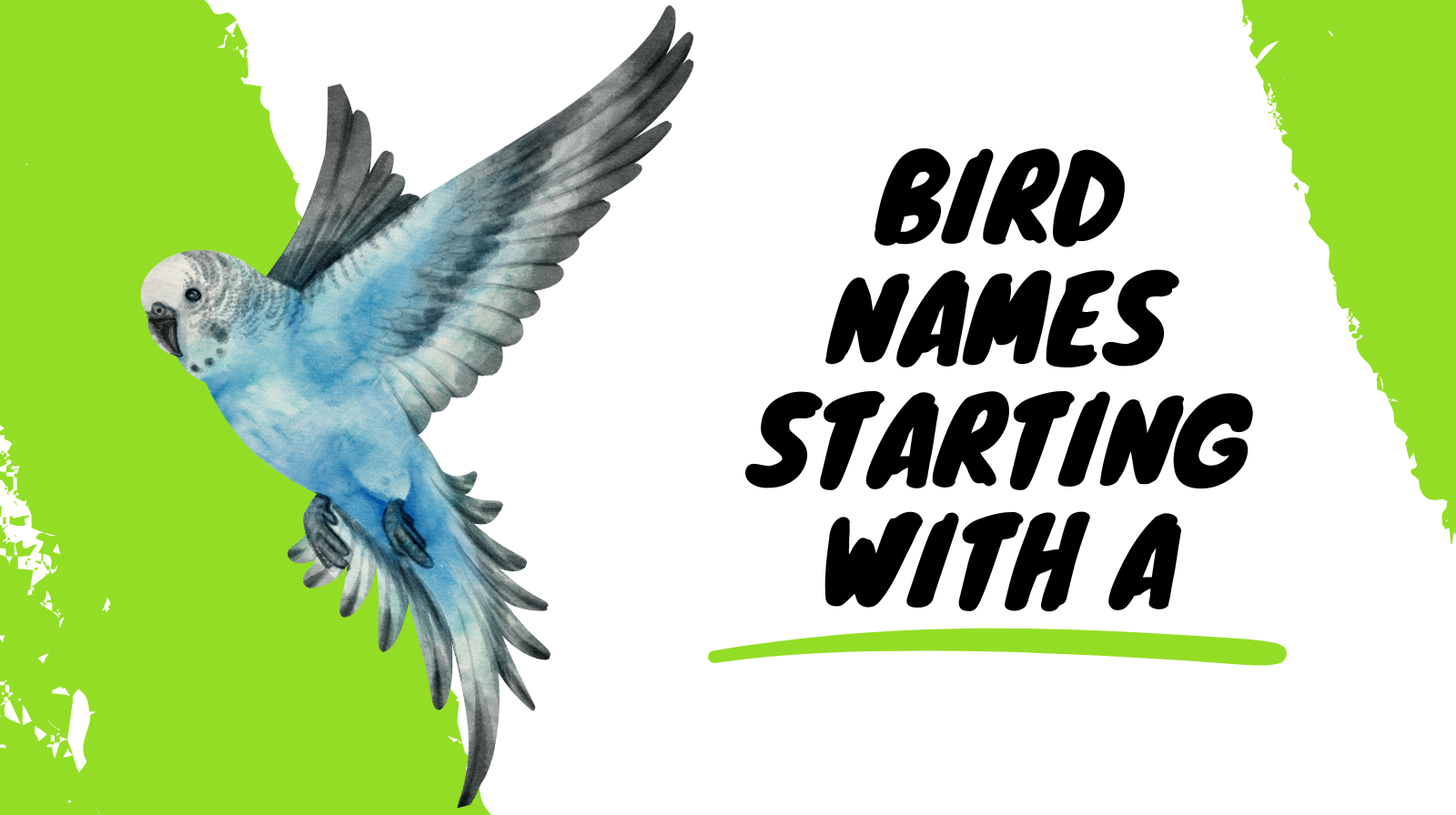 Bird Name Starting With A