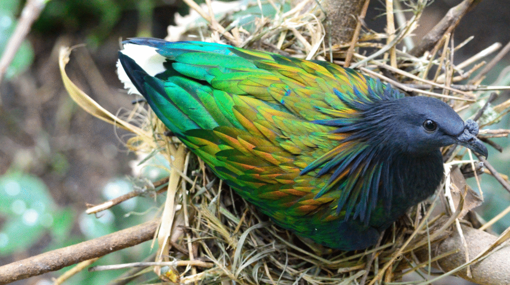 Bird Names Blue