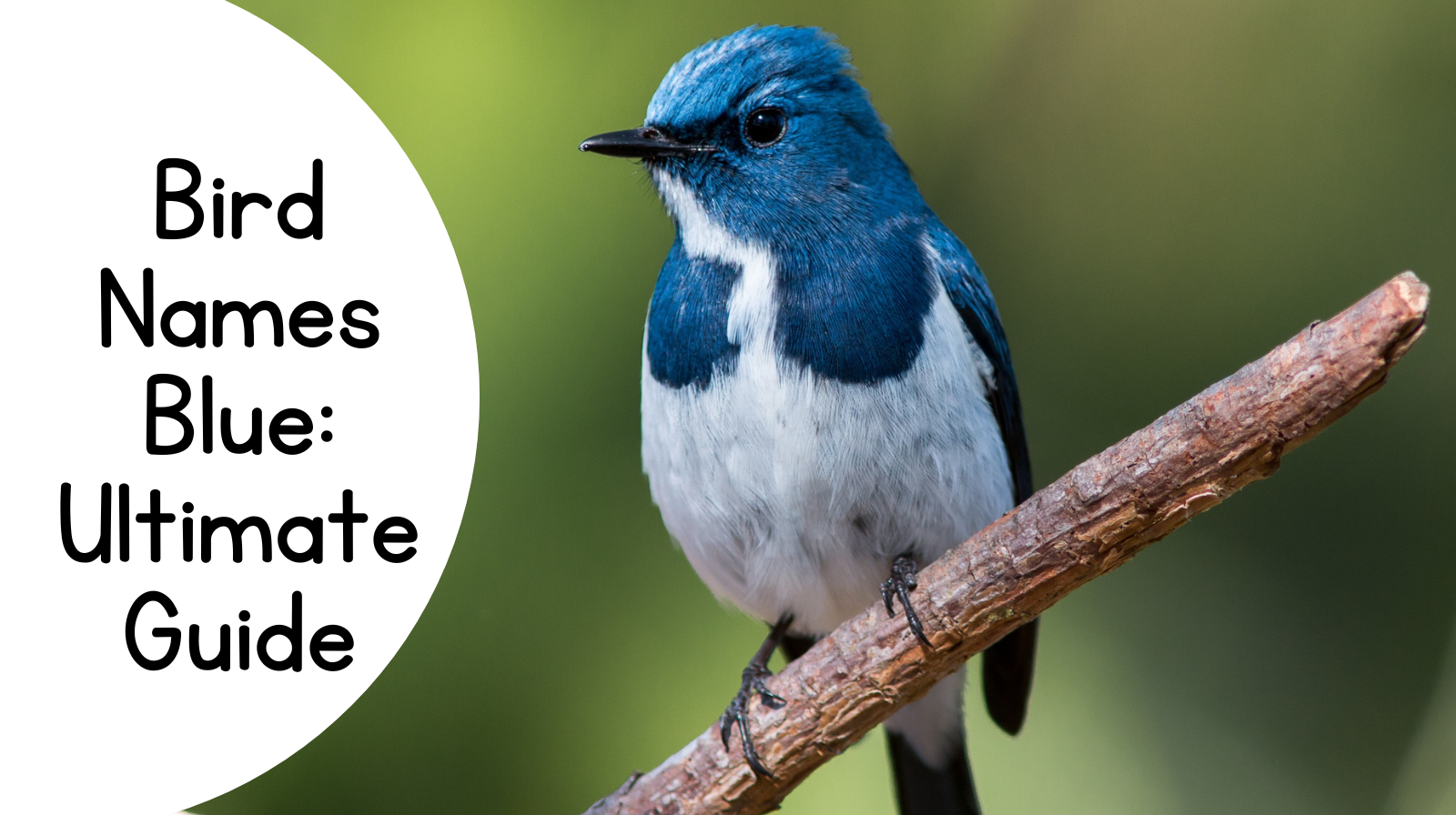 Bird Names Blue