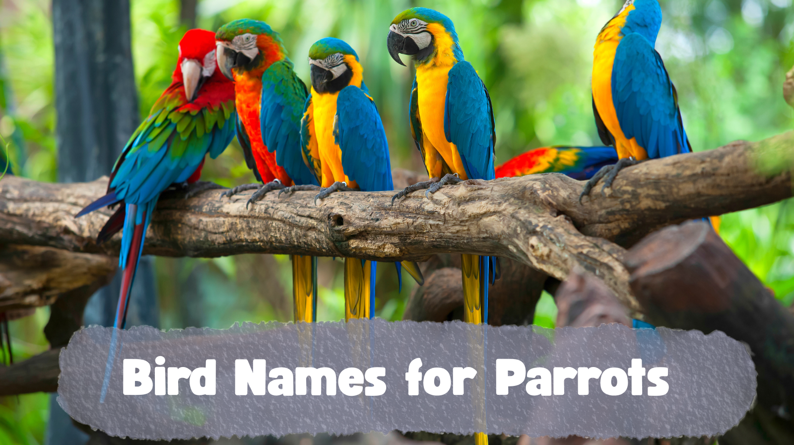 Bird Names for Parrots