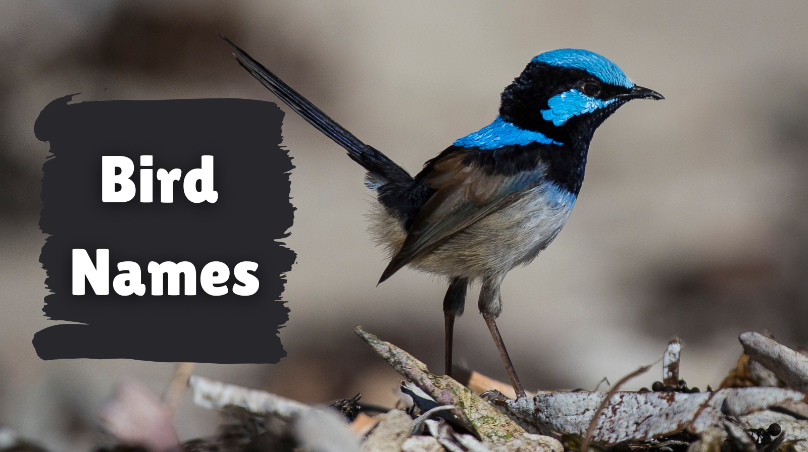 Bird Names