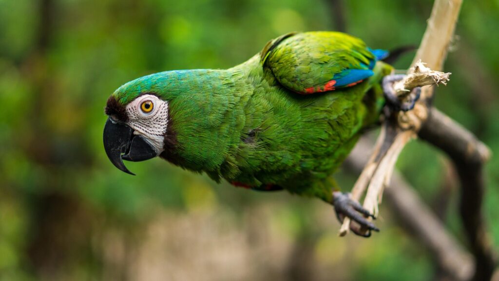 Great Bird Names